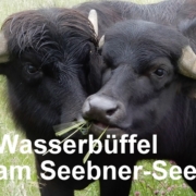 Seebner Gras schmeckt gut – Kopie