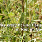 was kreucht und fleucht … – Kopie