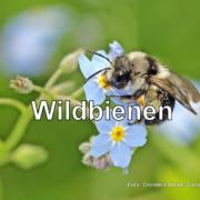 Grauschwarze Düstersandbiene (Andrena cineraria) CDG – Kopie