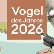Vogel des Jahres 2026, Eisvogel
