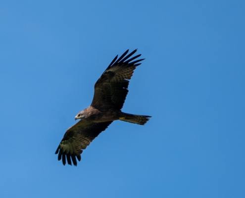 DSC_9458